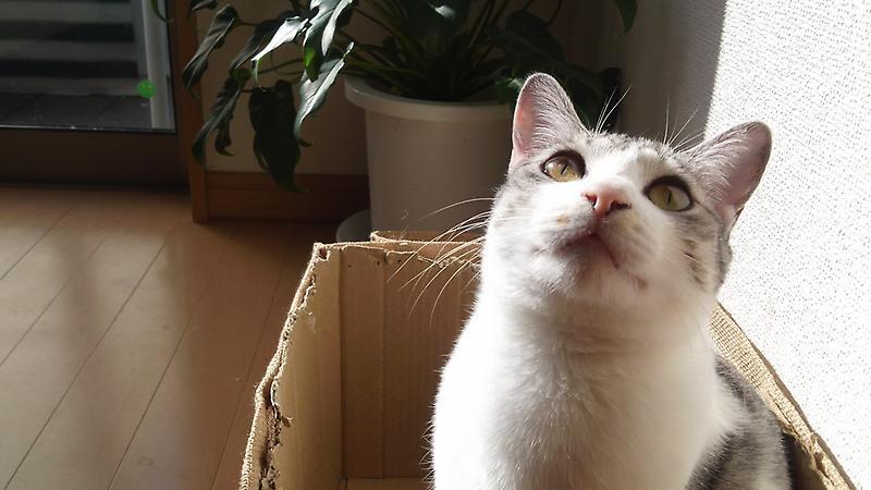 猫たち。