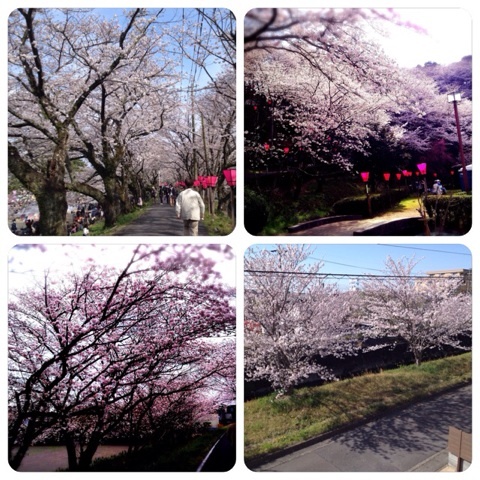 満開の桜